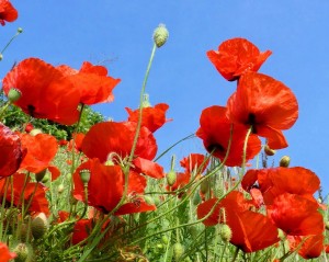 poppies