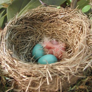 baby_robins_5-11a