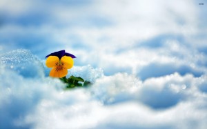 pansy-in-the-snow-28754-2560x1600