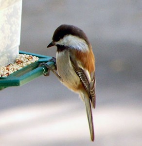 chestnut_backed_chickadee_sim_1